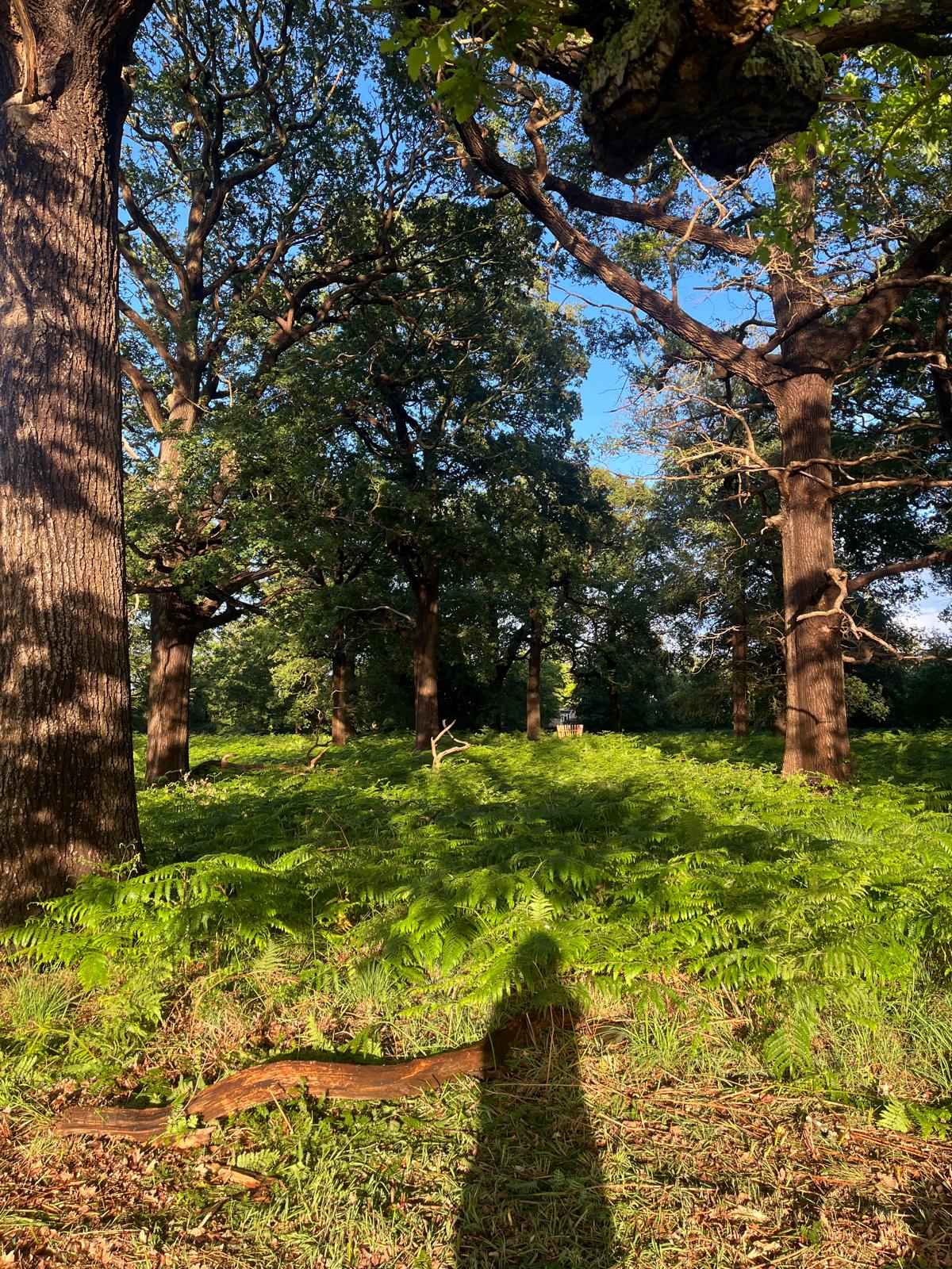 A park of oak trees in the late afternoon